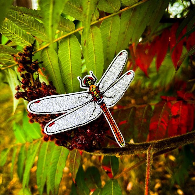 Red Darter Dragonfly Bug Box by The Roving House