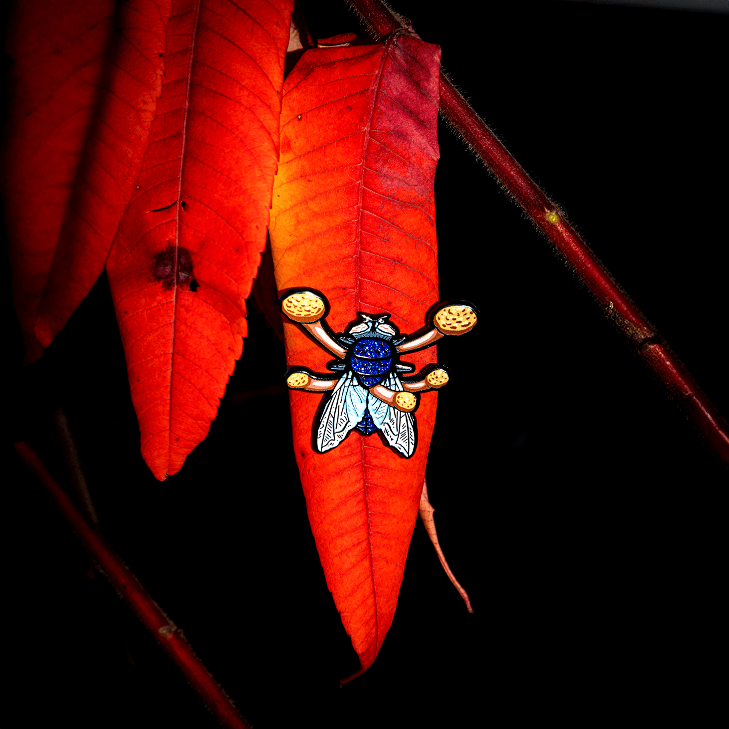 Cordyceps Bug Box by The Roving House